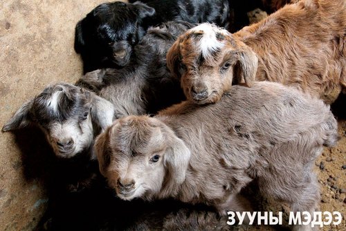 Фото: Төлийн дуу цангинасан малчны хот